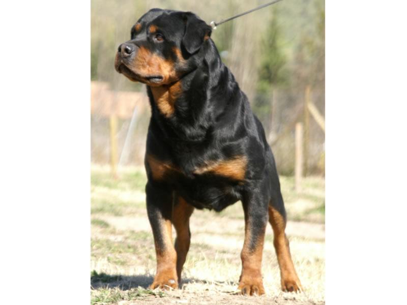 Criadero Rottweiler Chile
