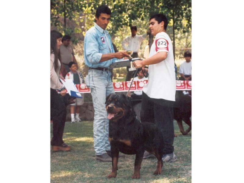 Criadero Rottweiler Chile