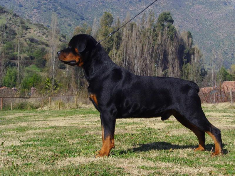 Criadero Rottweiler Chile