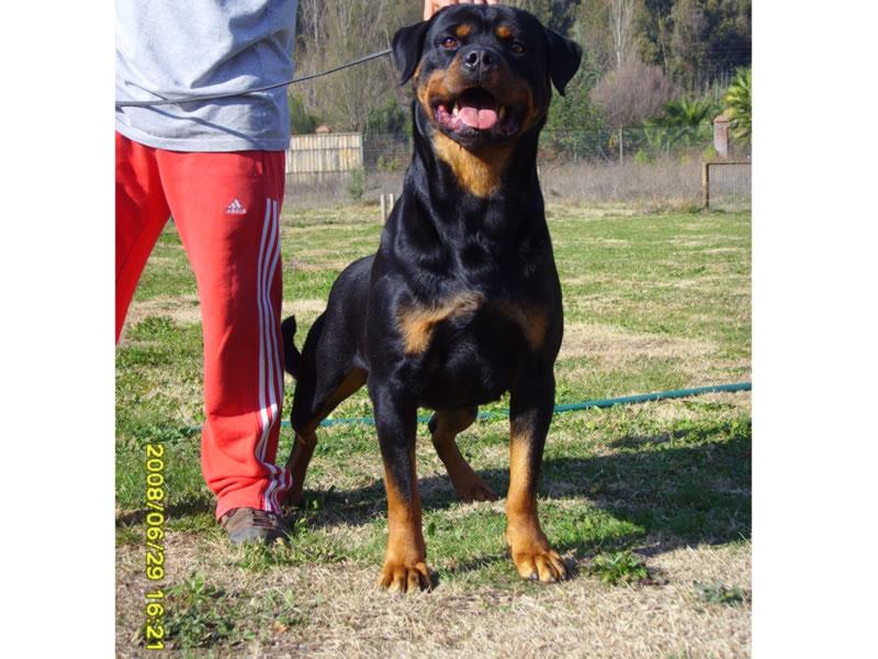 Criadero Rottweiler Chile