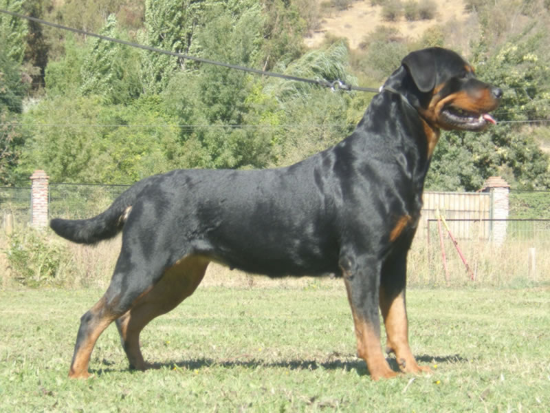Criadero Rottweiler Chile