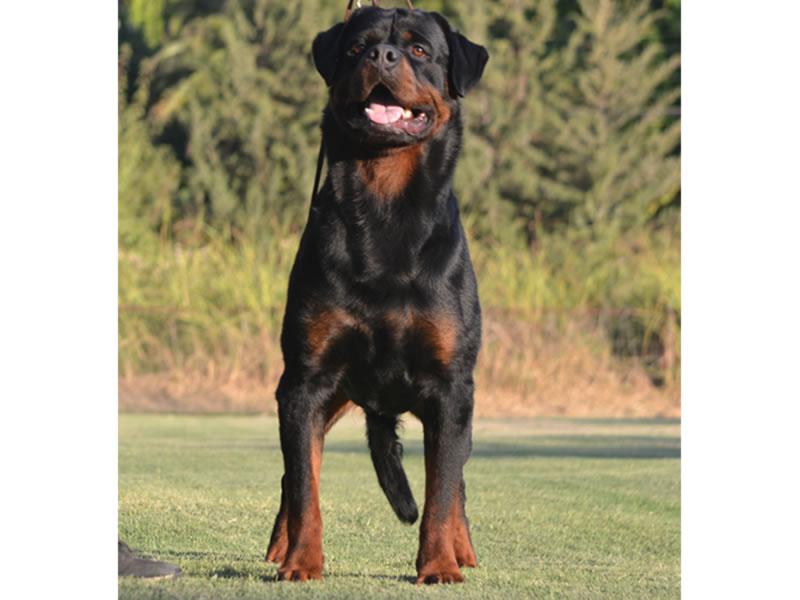 Machos, Criadero Rottweiler Chile