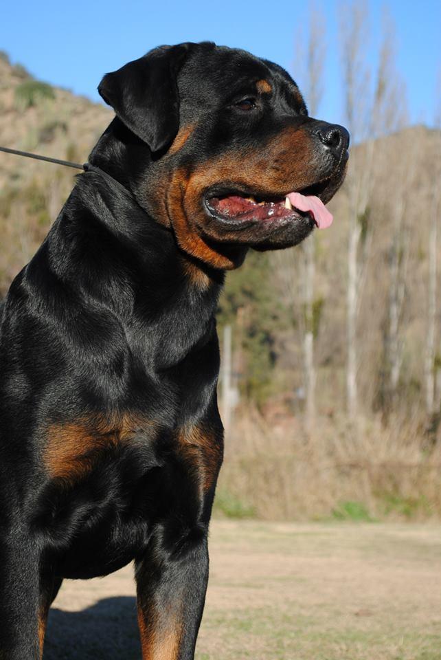 Machos, Criadero Rottweiler Chile