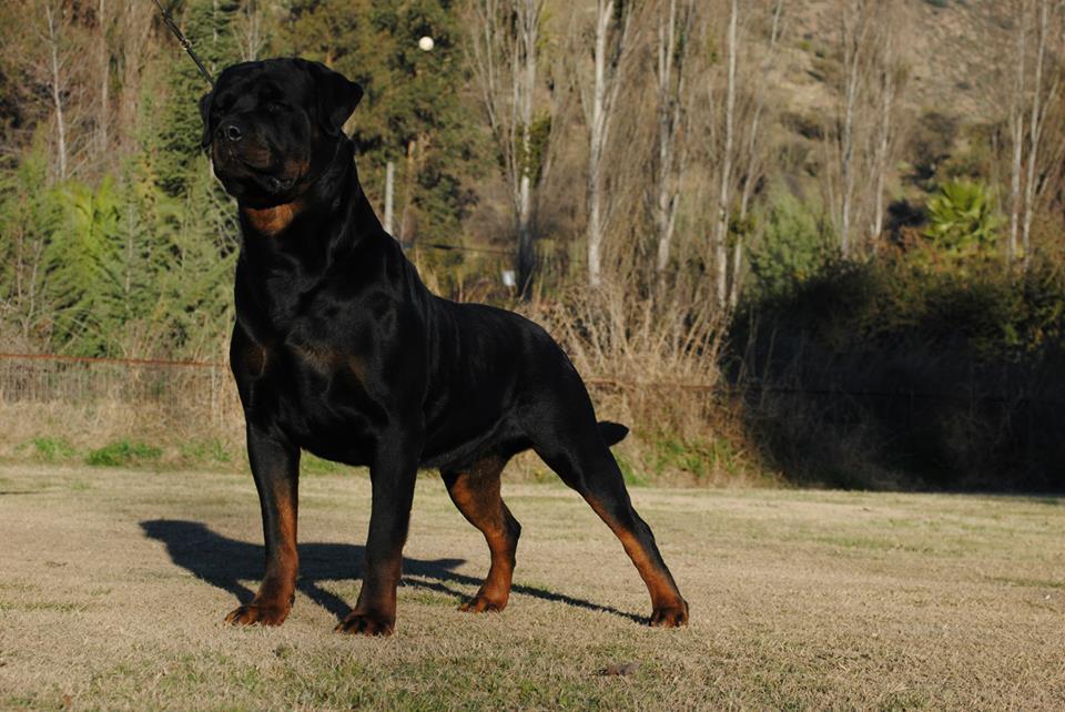 Machos, Criadero Rottweiler Chile