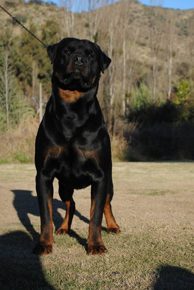 Machos, Criadero Rottweiler Chile