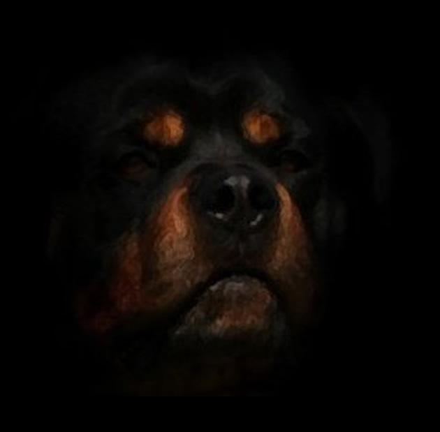 Criadero Rottweiler Chile