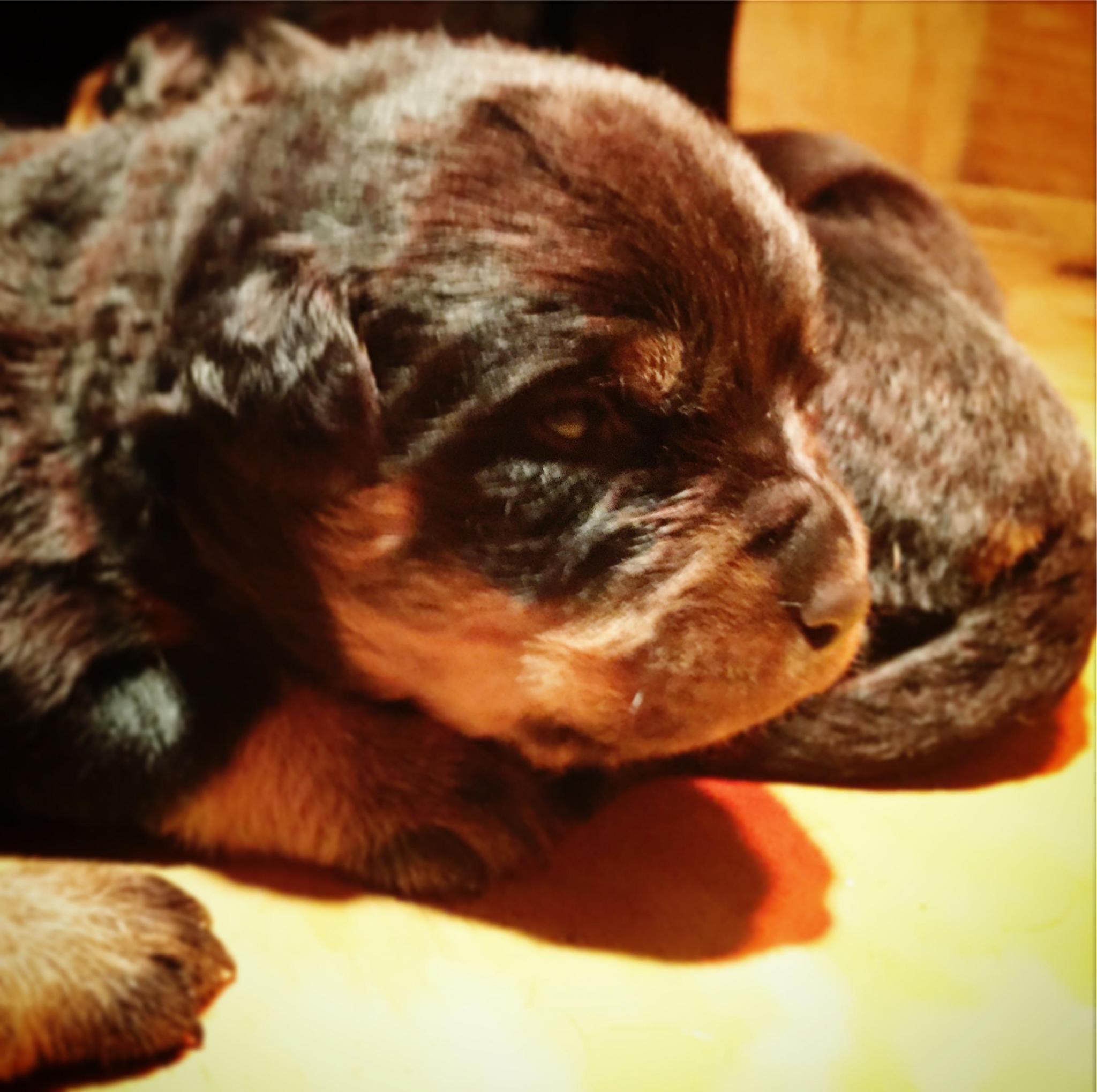 Cachorro2