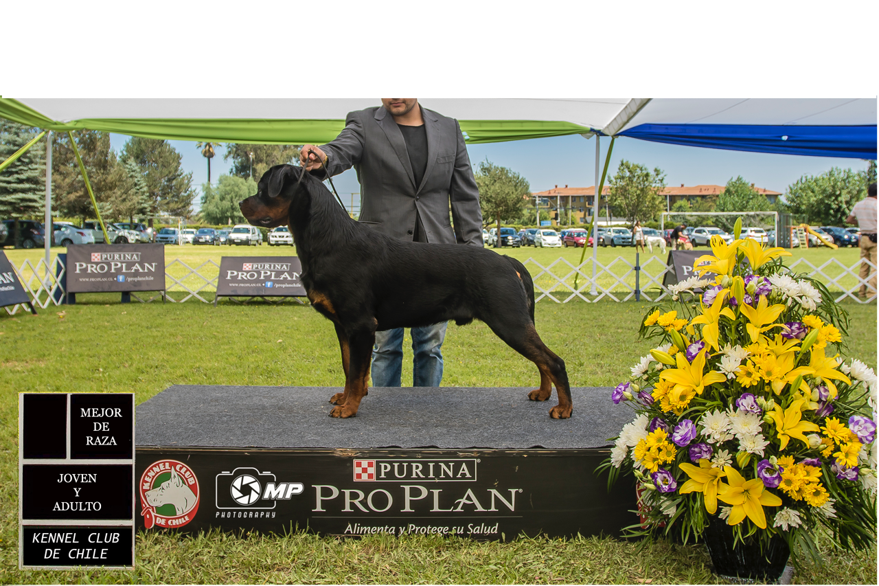 Machos, Criadero Rottweiler Chile