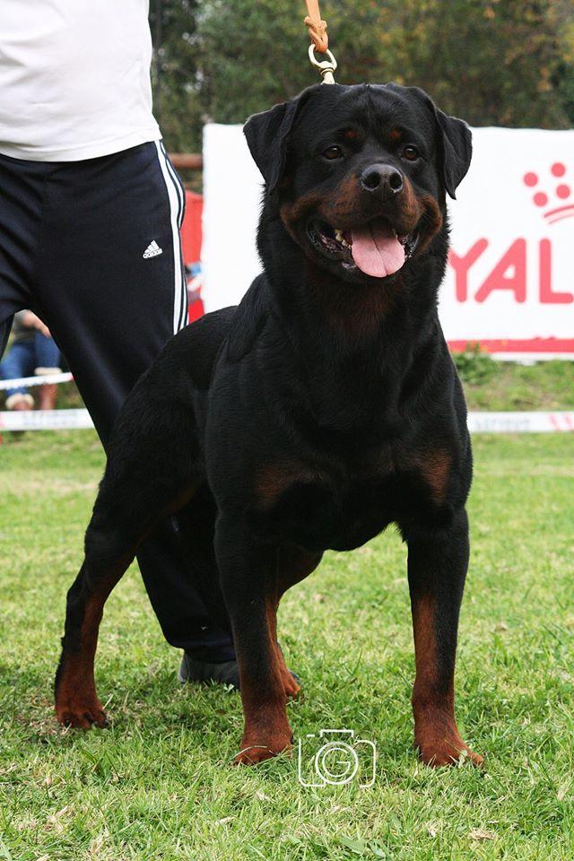 Machos, Criadero Rottweiler Chile