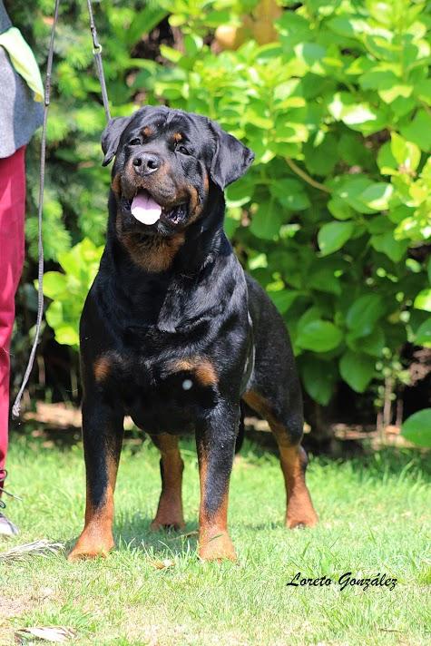 Machos, Criadero Rottweiler Chile