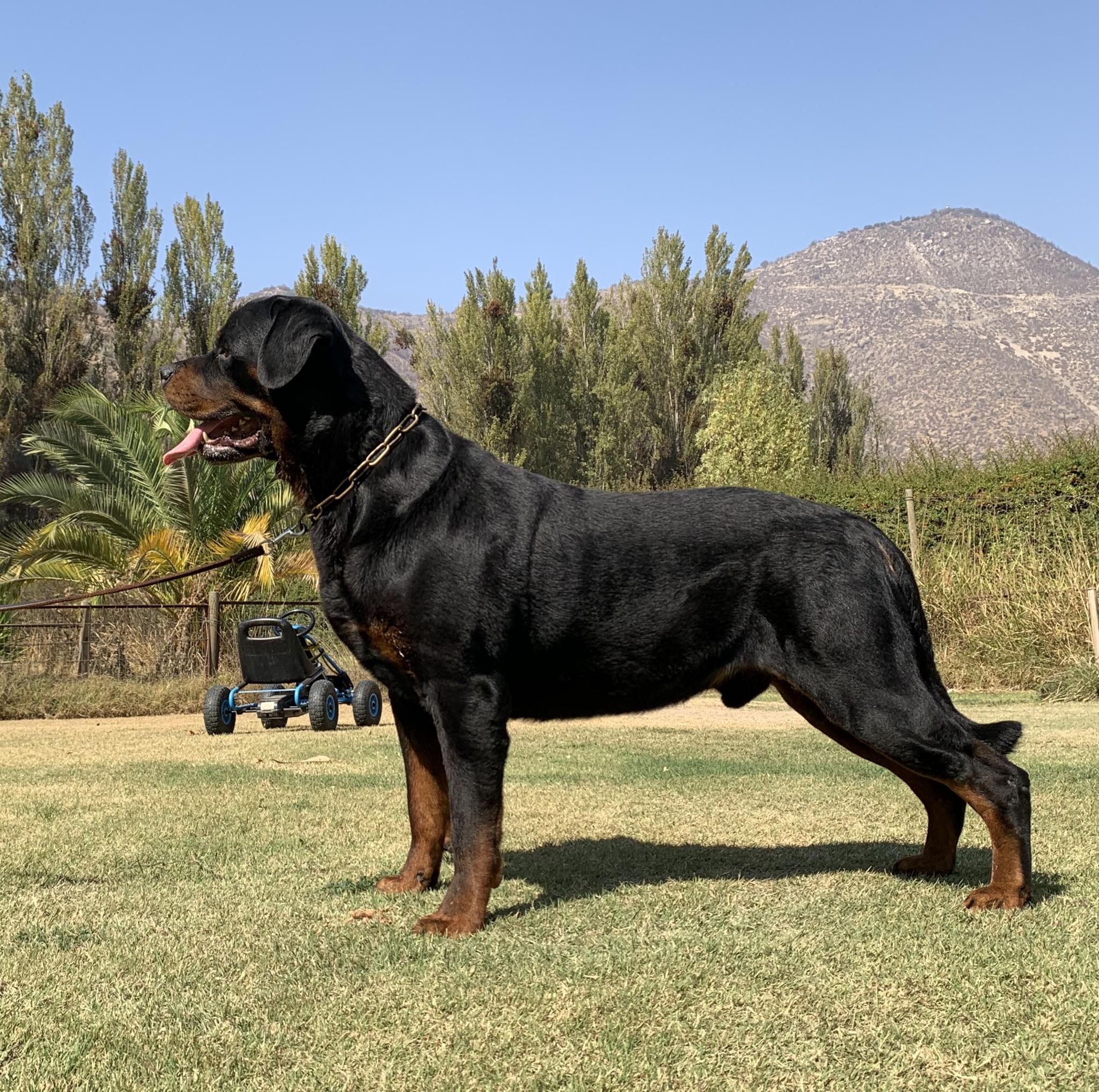 Machos, Criadero Rottweiler Chile