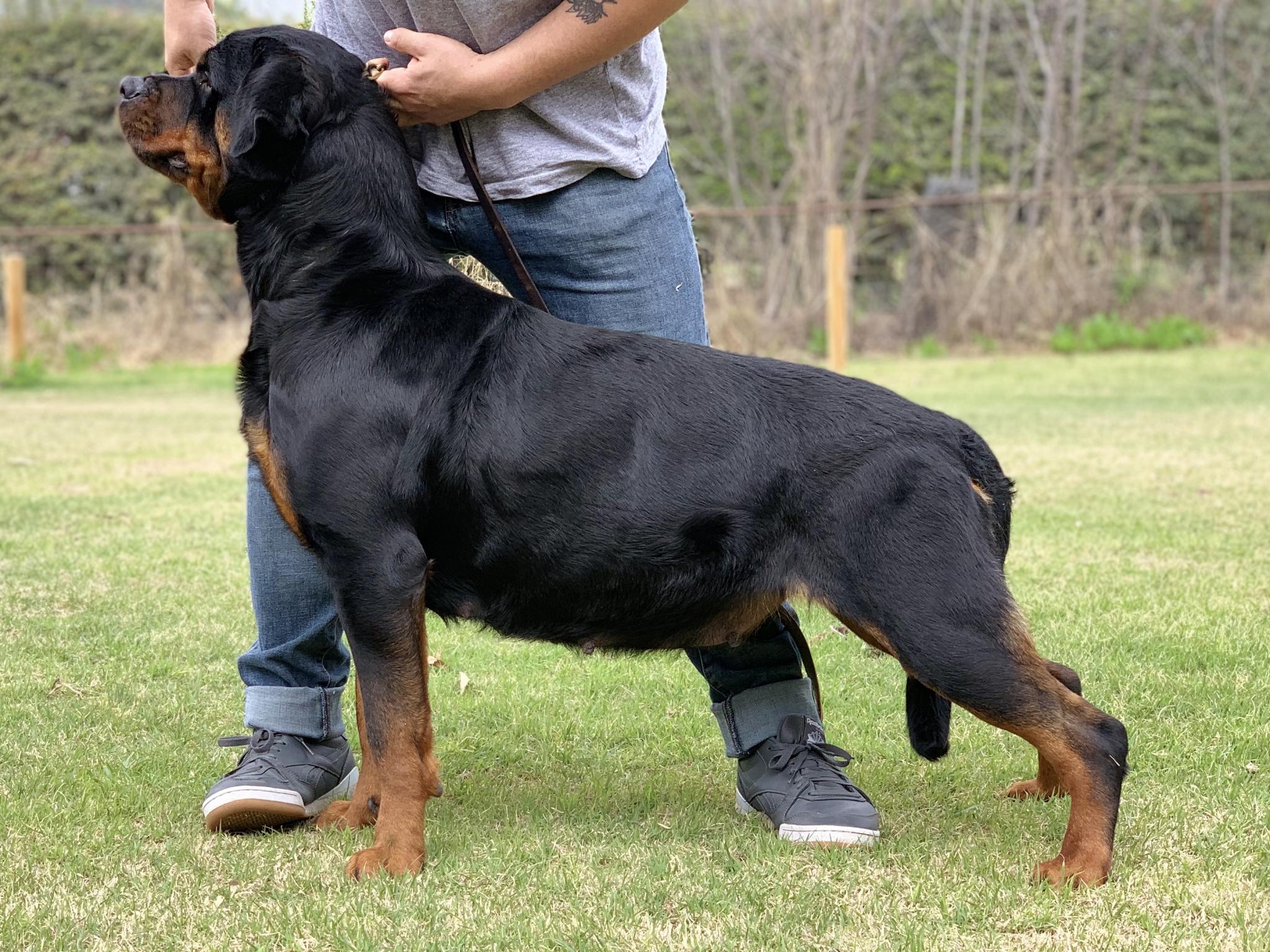 Criadero Rottweiler Chile