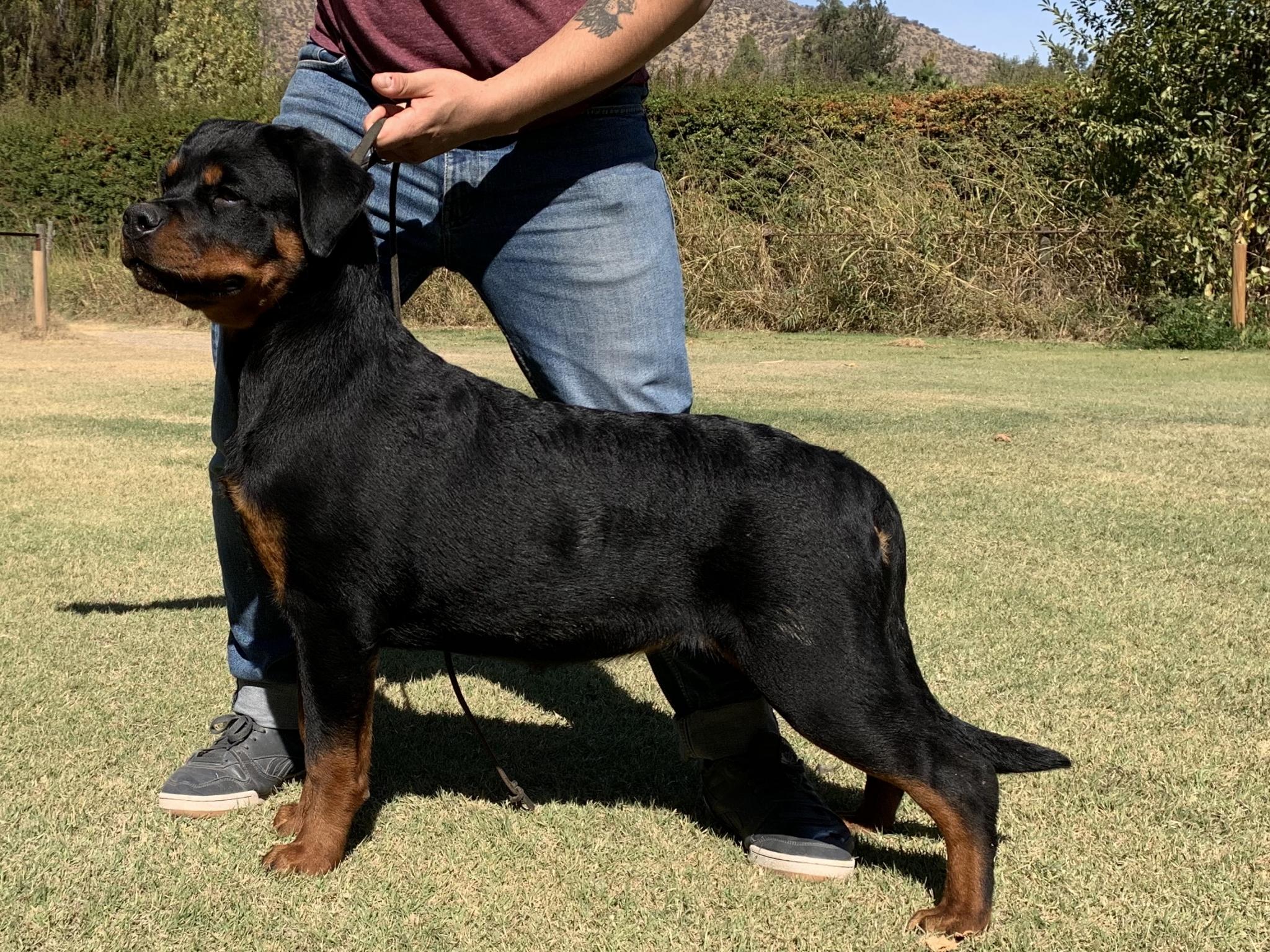 Criadero Rottweiler Chile