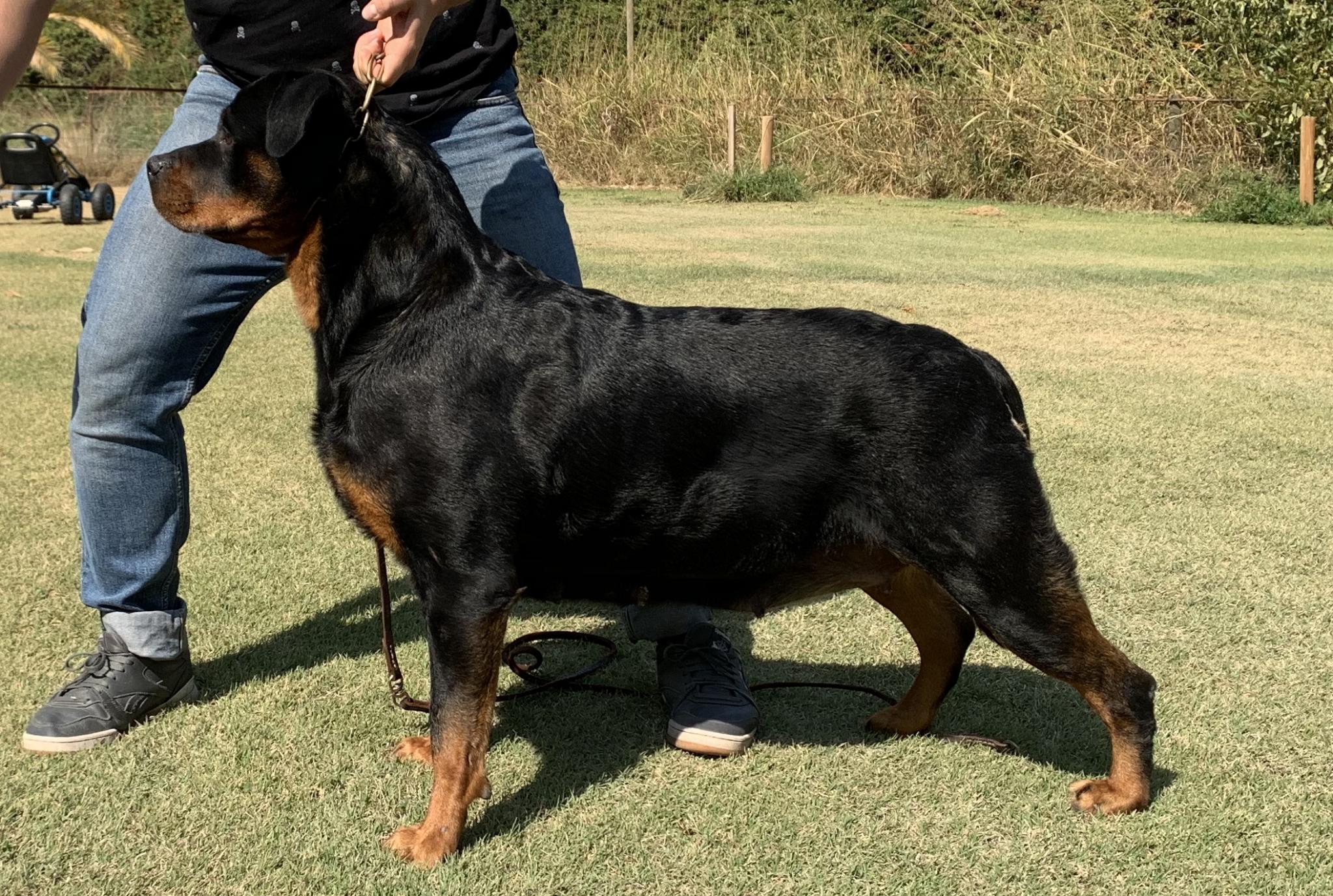 Criadero Rottweiler Chile