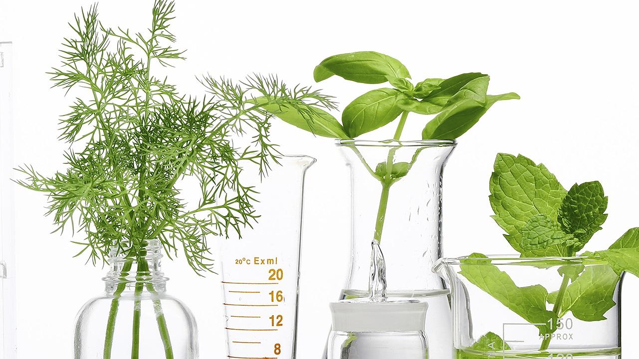 experimentación en plantas