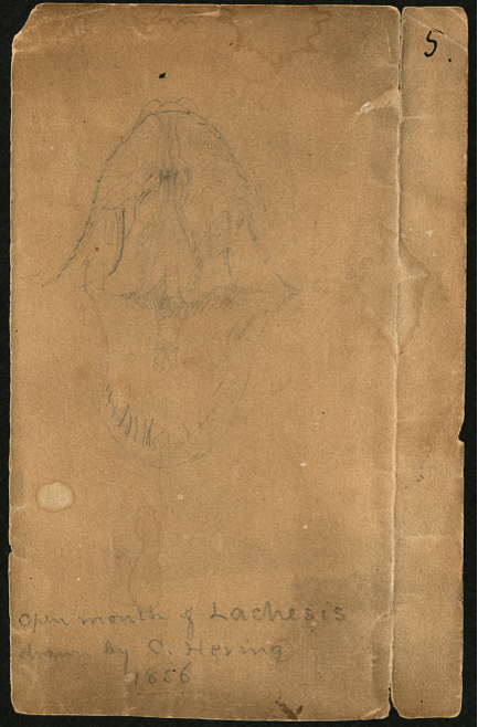 Dibujo de la boca de la Lachesis por C. Hering