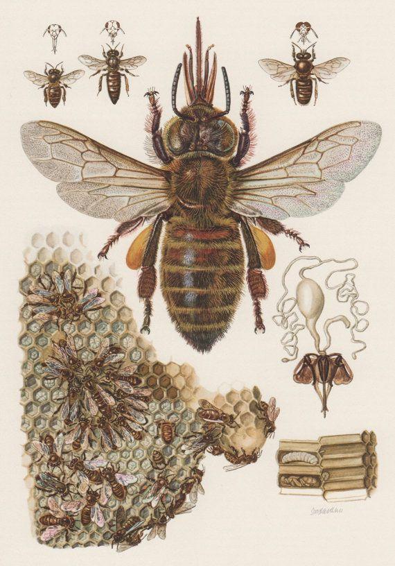 APIS