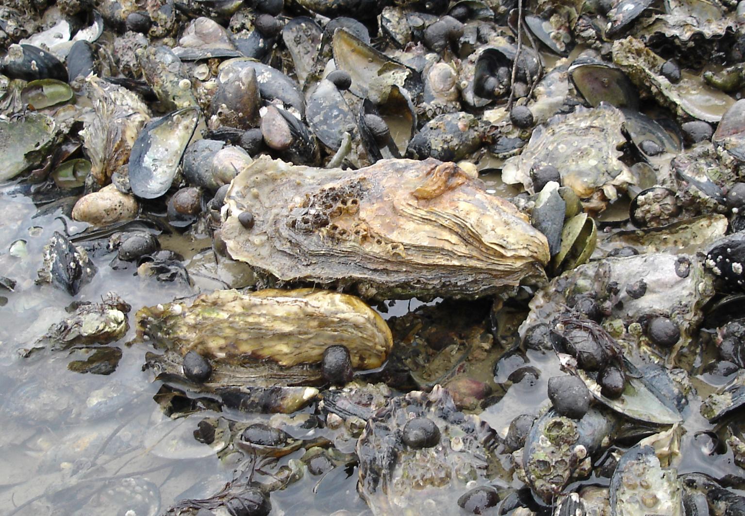 crass-gigas_sylt-nehring_2005-jan