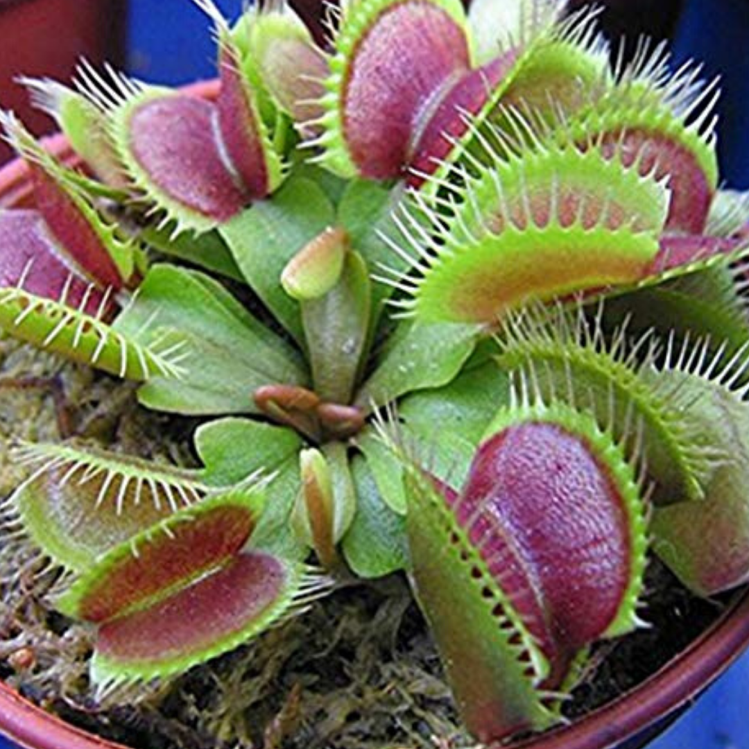 Cuidado de las plantas Venus Atrapamoscas
