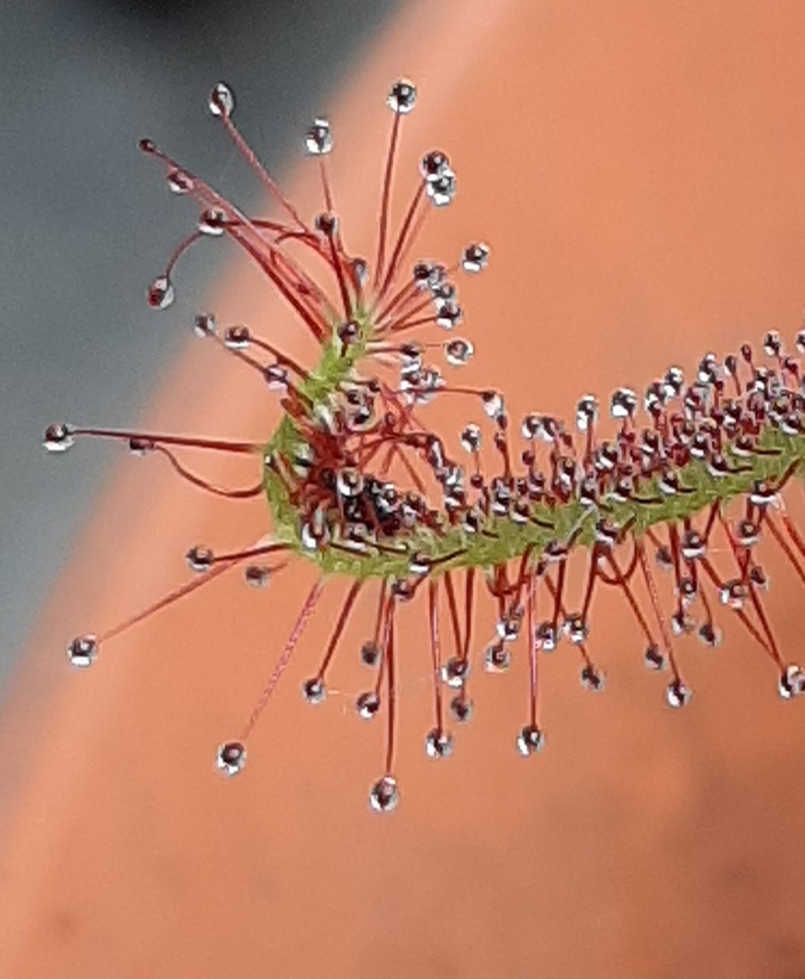 Droseras en acción.