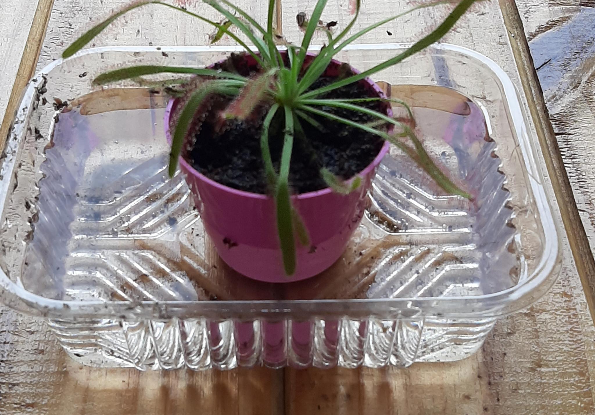 ¿Como regar una planta carnívora?