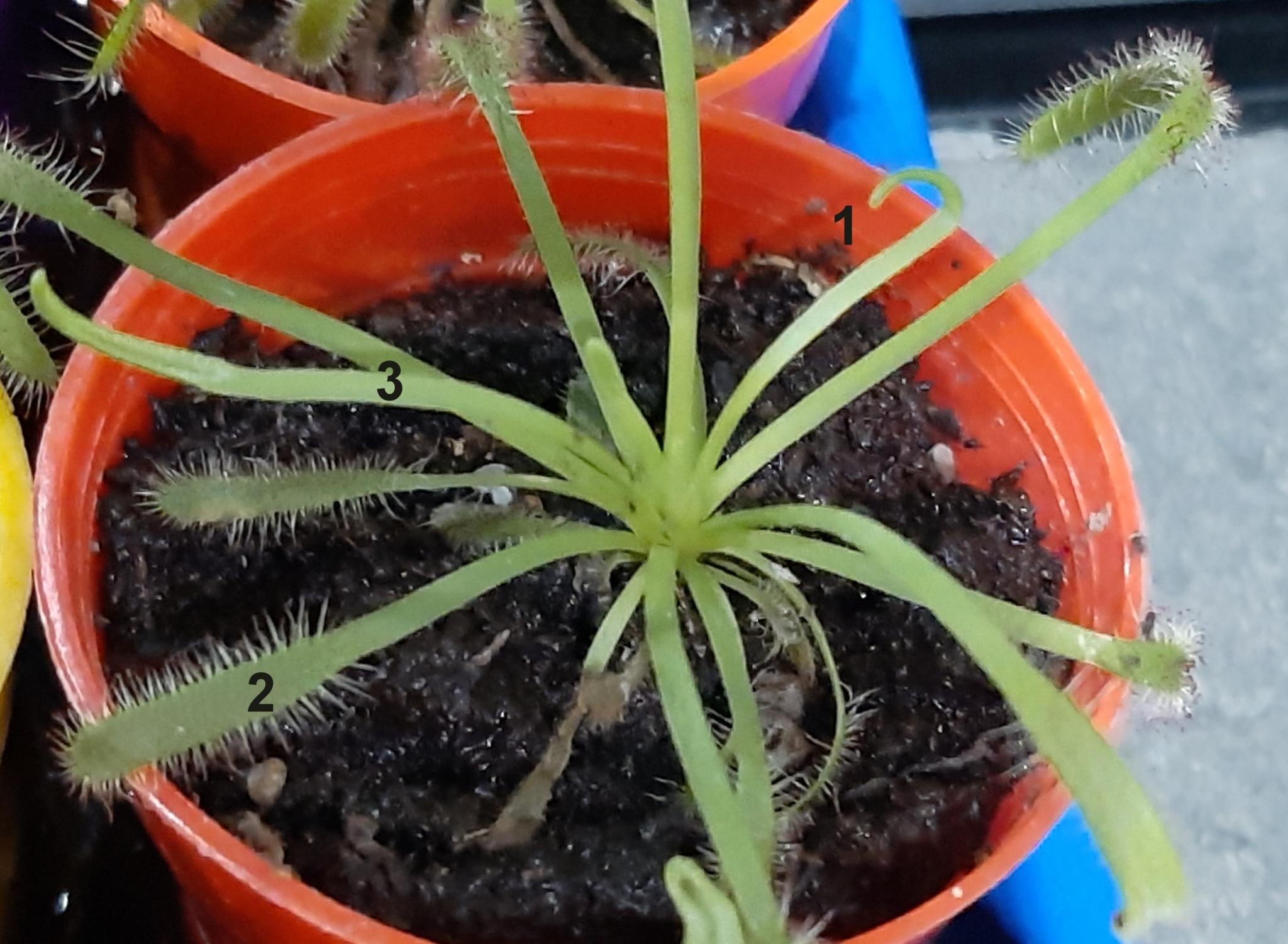 Cuidados de las plantas Droseras Capensis