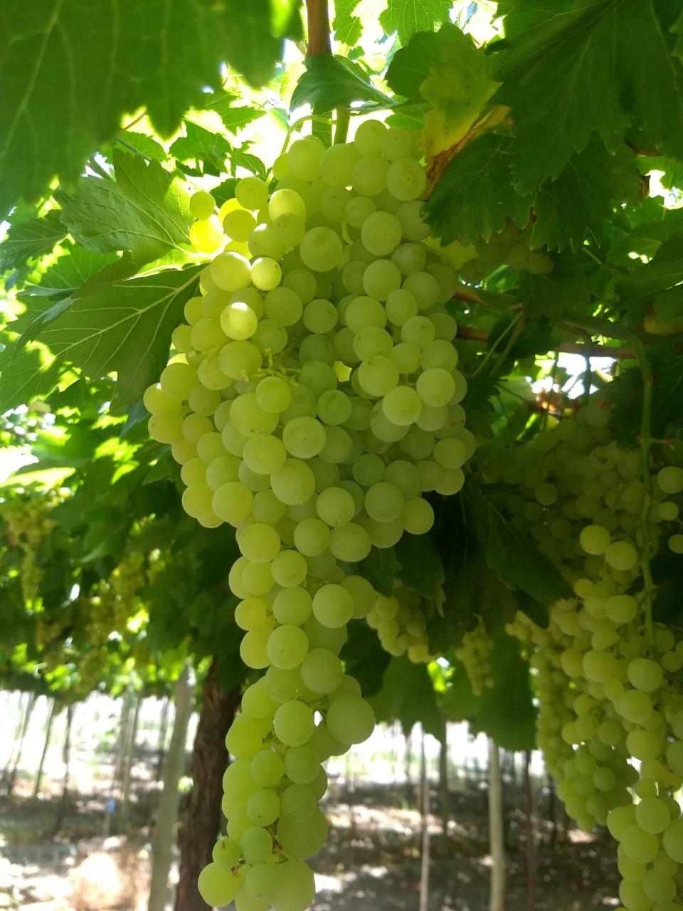 Estructura para olivar en sistema superitensivo