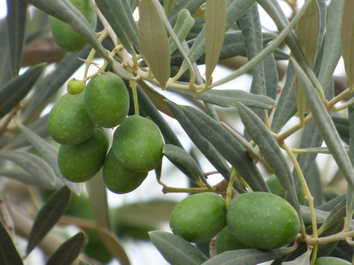 Olivo variedad Arbequina