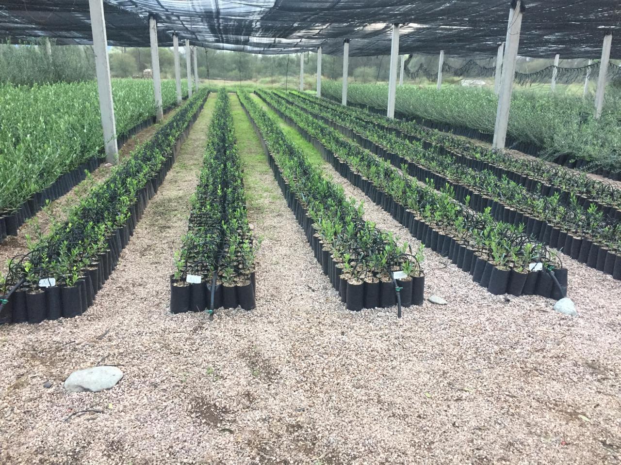 Vivero de olivo