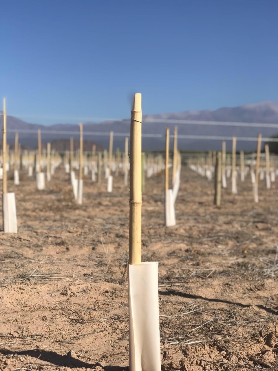 Estructura para olivar con sistema super-intensivo