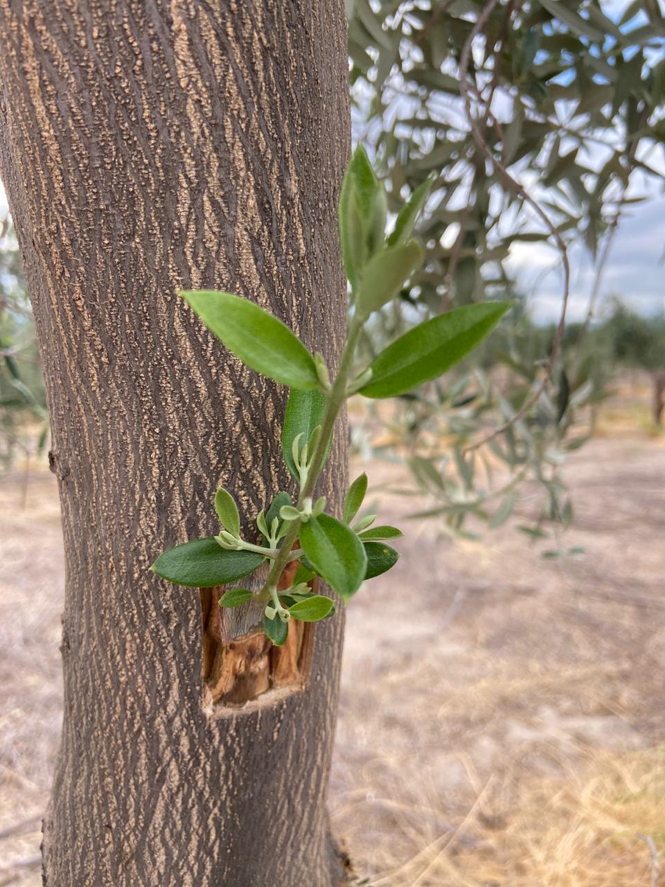 Injerto de olivo
