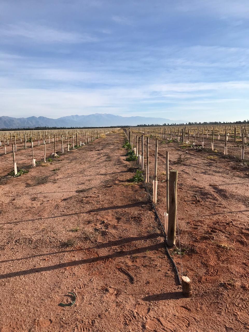 Estructura para olivar en sistema superitensivo