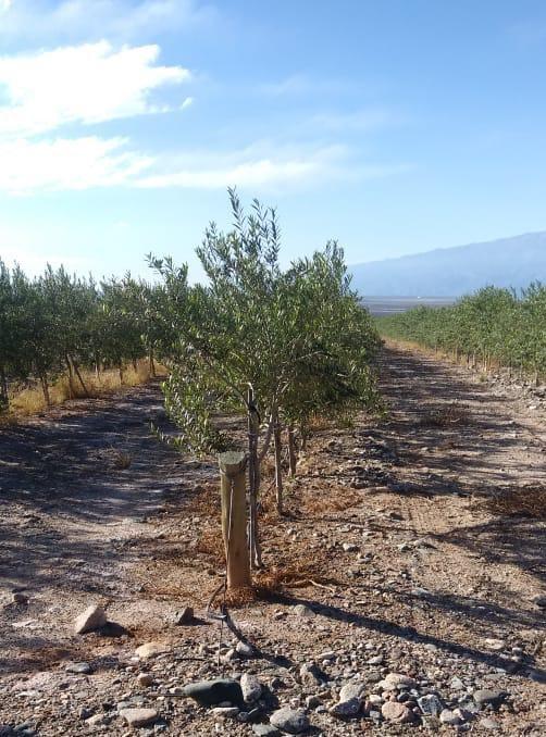 Estructura para olivar en sistema superitensivo