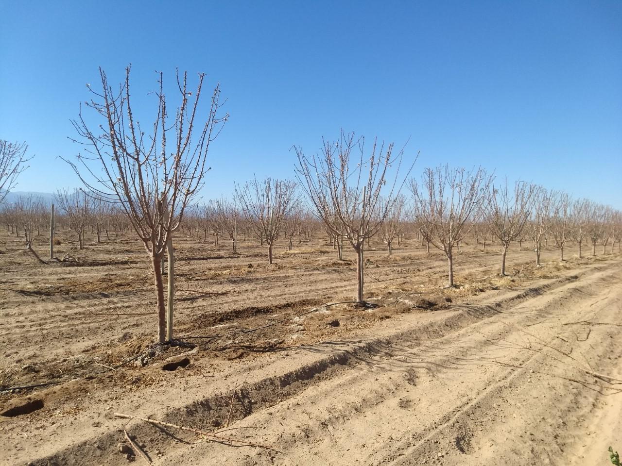 Estructura para olivar en sistema superitensivo