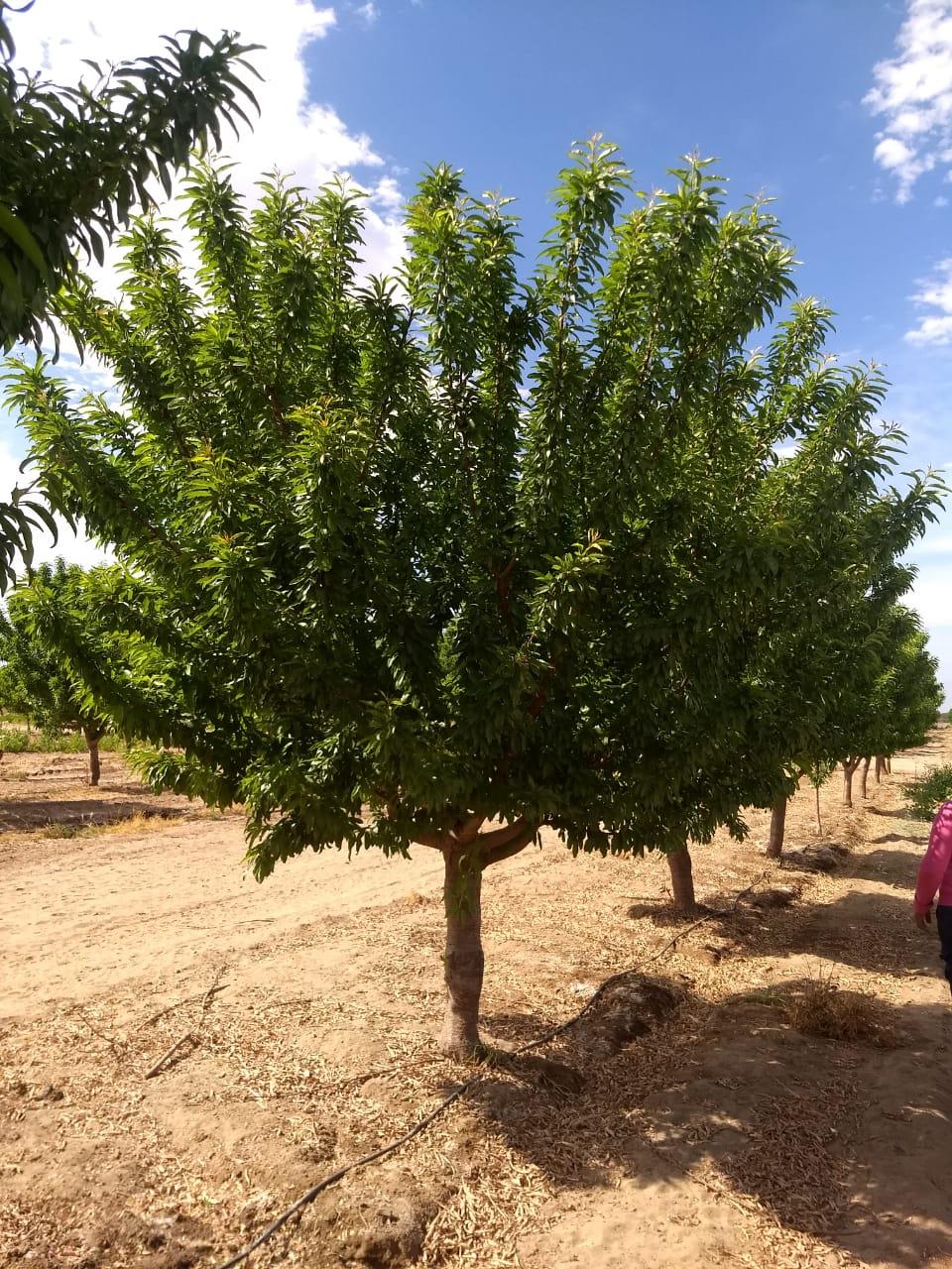 Almendros intensivos