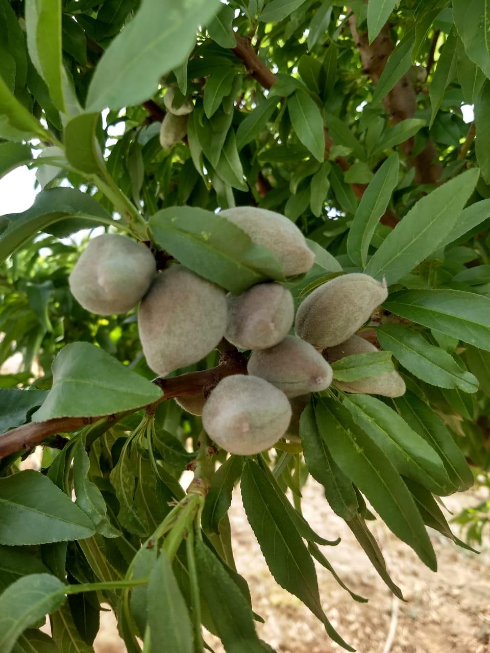 Fruto de almendros