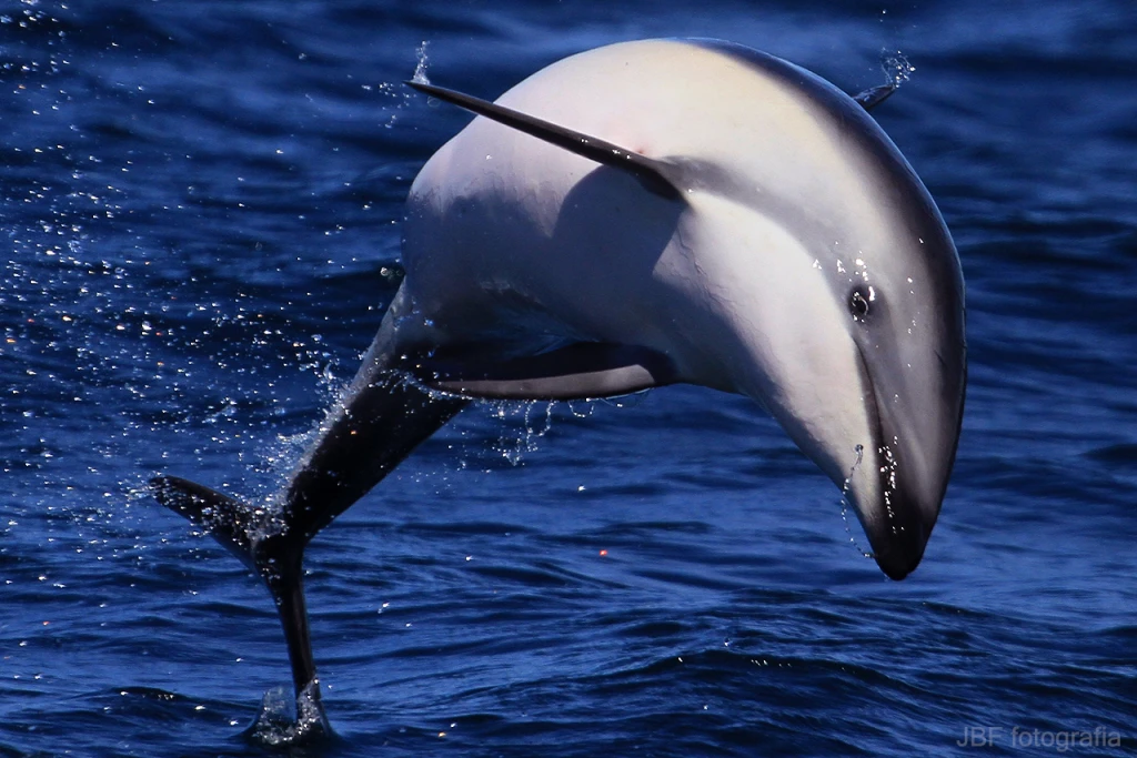 delfin.webp