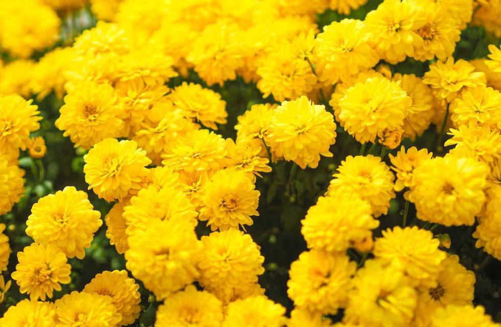 ¿Qué se festeja el 21 de marzo en Argentina y por qué se regalan flores amarillas?