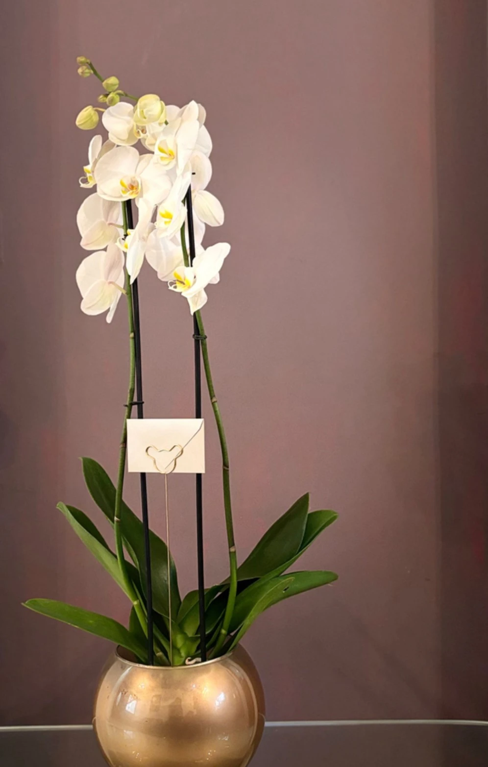 ELEGANTWHITE.webp