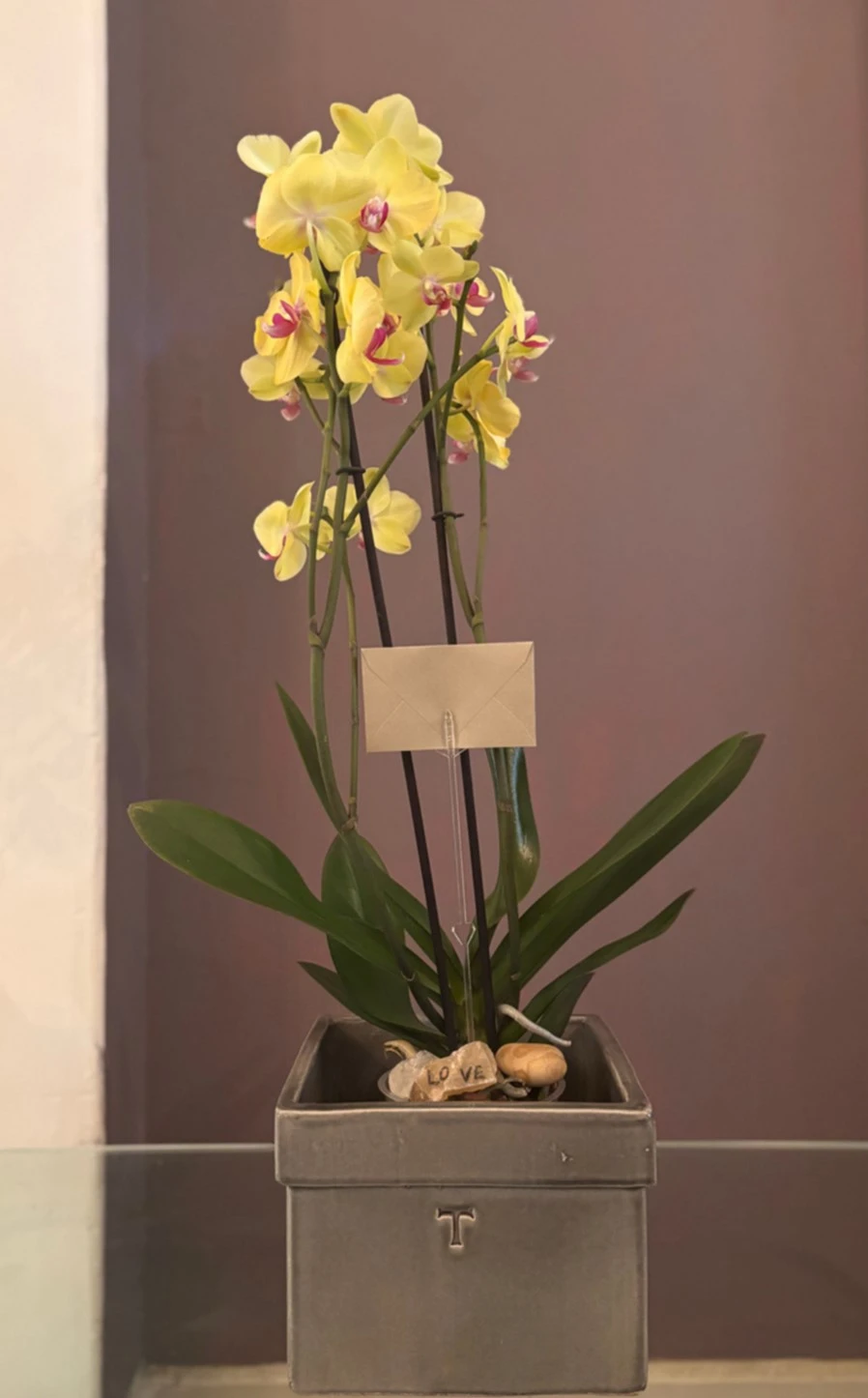 ELEGANTYELLOW.webp