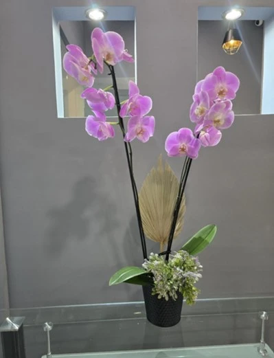 Elegant-Lilac-Maceta-Circular-Negra-Ceramica.webp