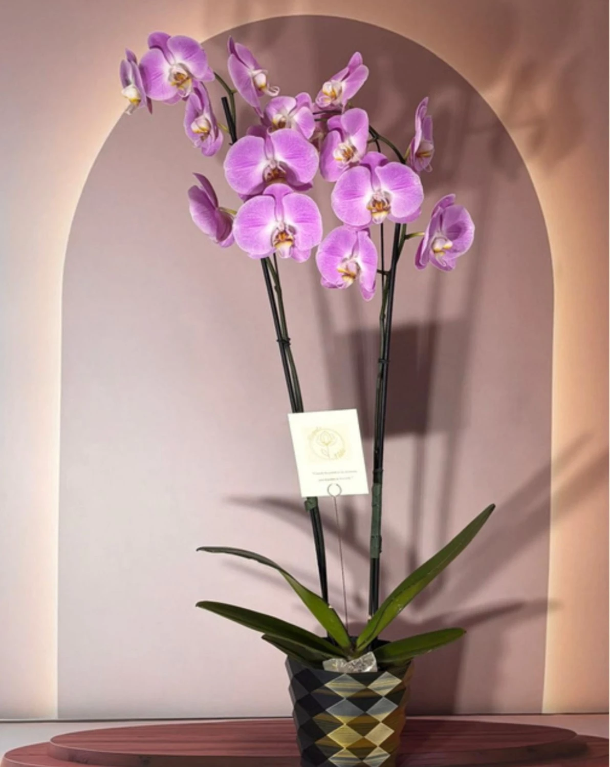 Elegant-Lilac-Tornasol-Tonalidades-Verdes.webp