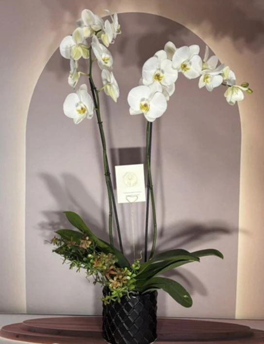 Elegant-White-Maceta-Circular-Negra-Ceramica.webp