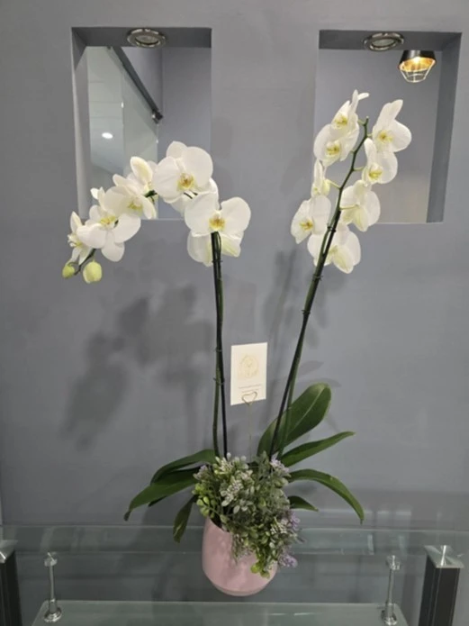 Elegant-White-Maceta-Rosa-Ceramica.webp