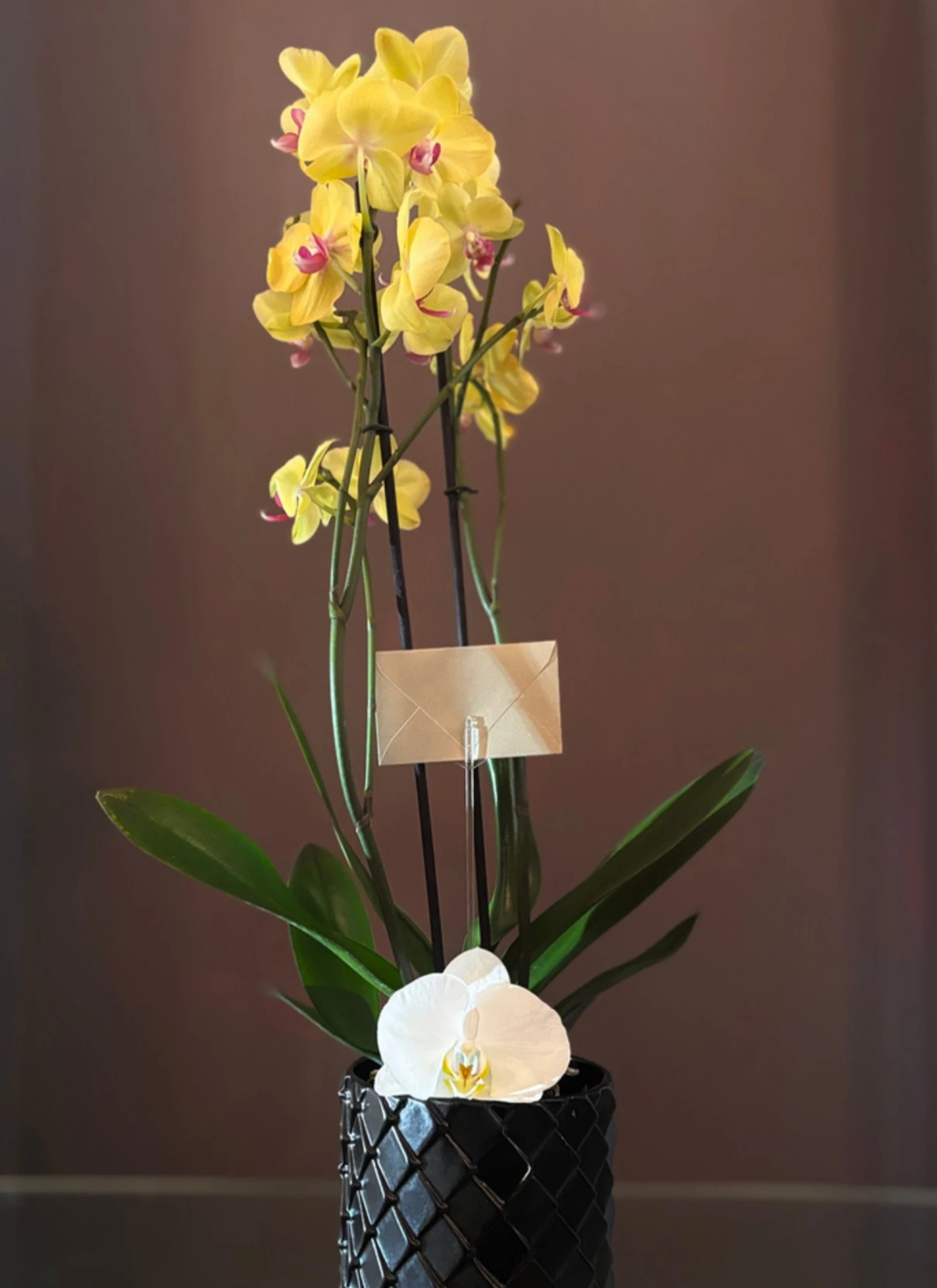 Elegant-Yellow-con-Maceta-Circular-Negra.webp