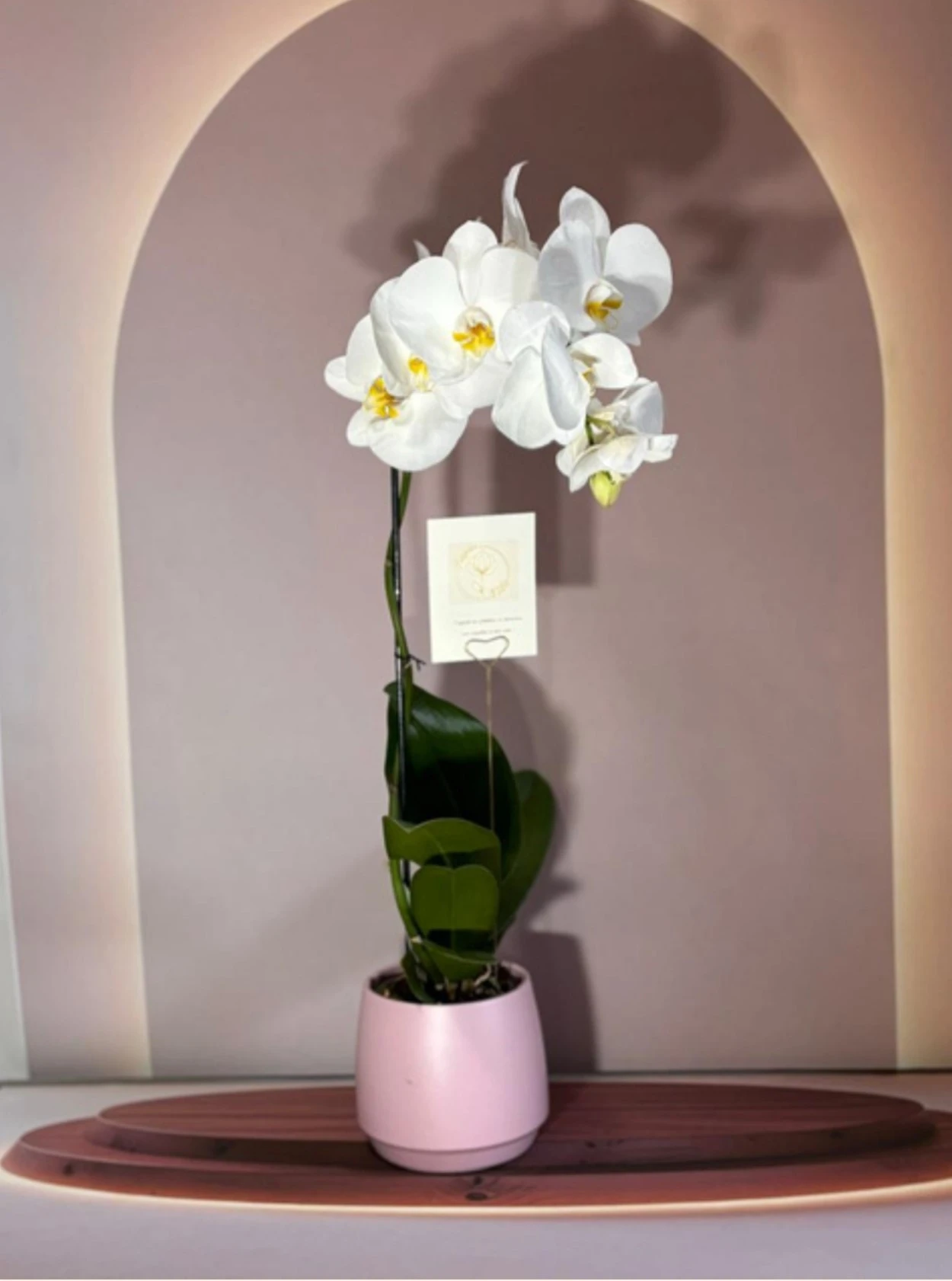Elegant-jumbo-maceta-circular-rosa.webp