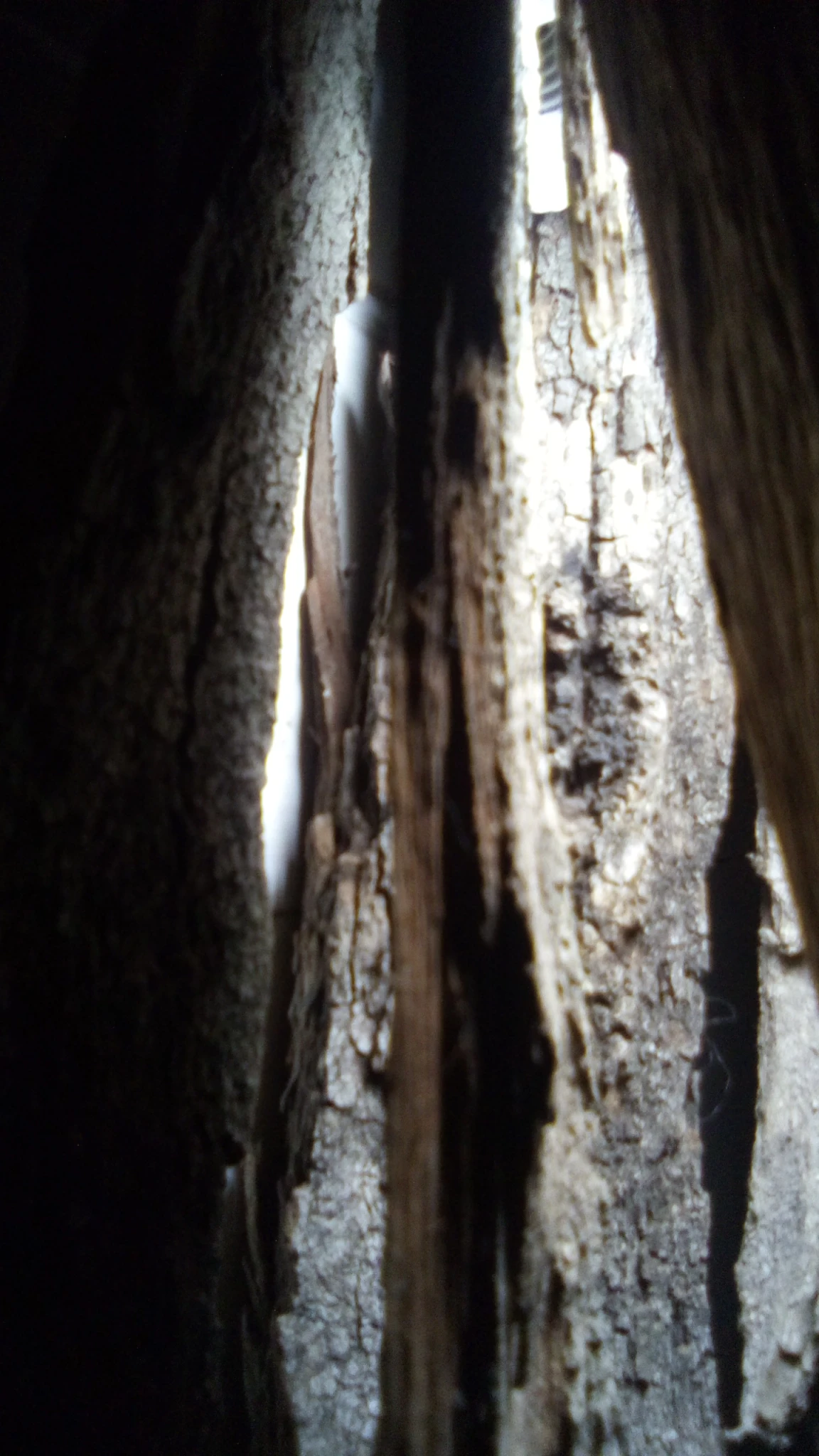13.webp