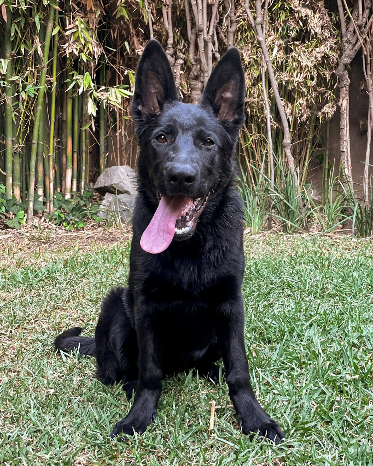 Cachorros sanos