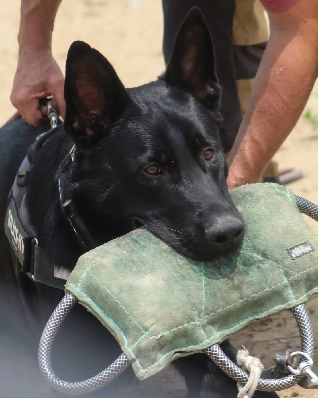 perros de trabajo