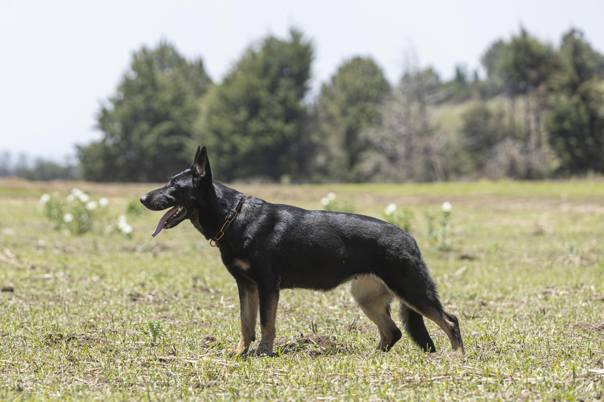 Cachorros sanos